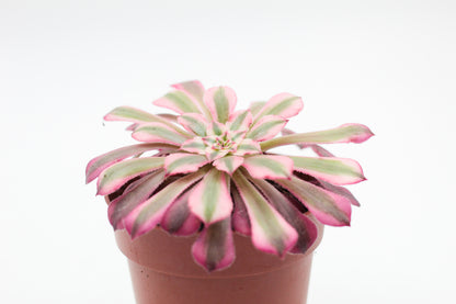 Aeonium red copper