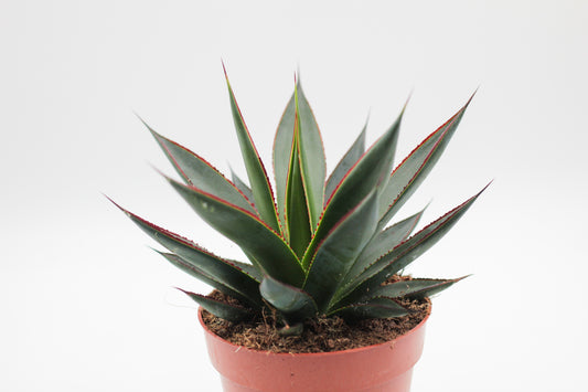 Agave Shaka Zulu (Blue Glow)