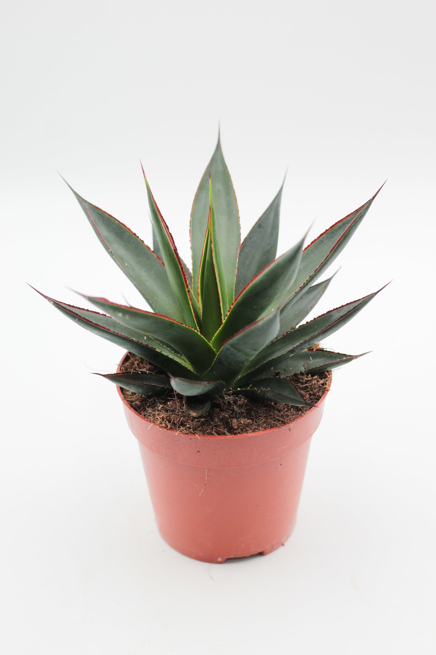 Agave Shaka Zulu (Blue Glow)