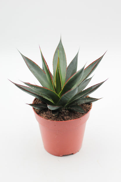 Agave Shaka Zulu (Blue Glow)