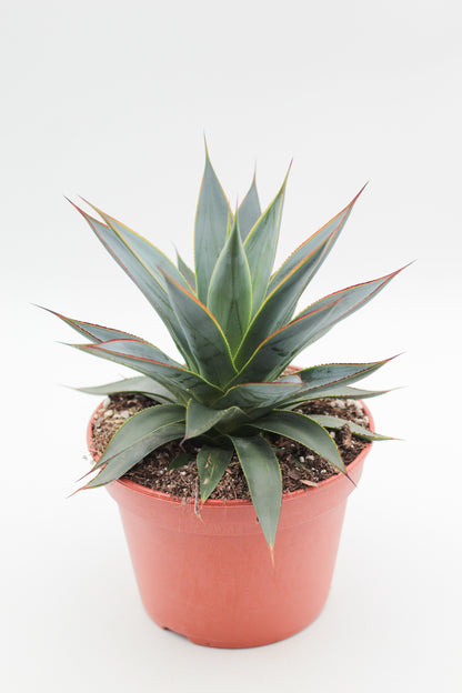 Agave Shaka Zulu (Blue Glow)