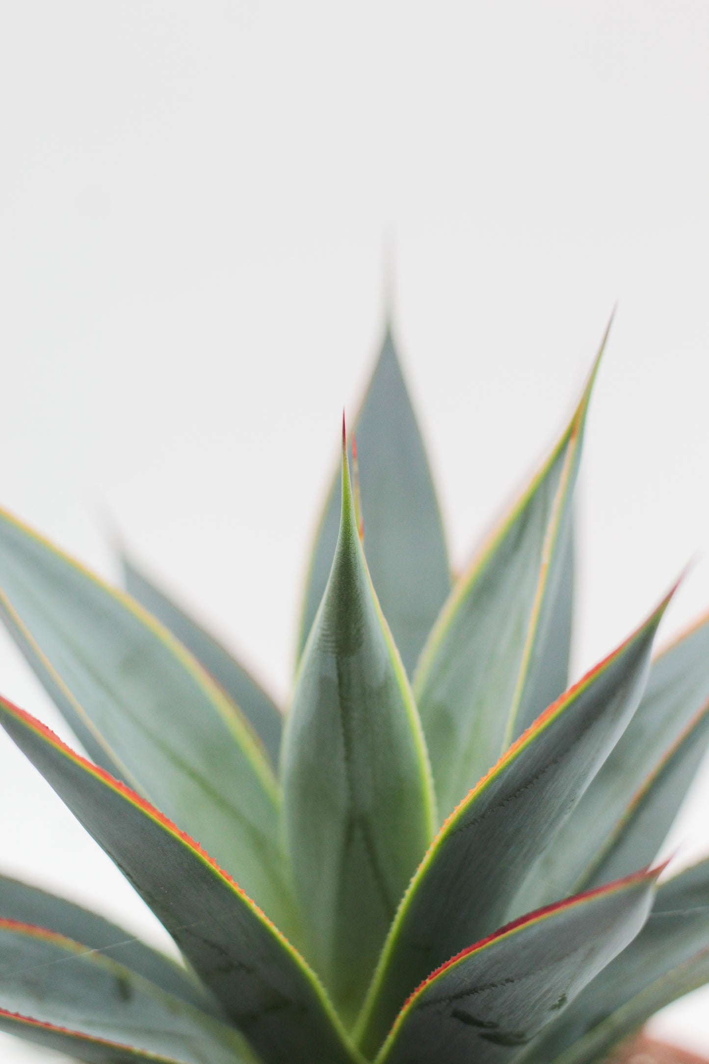 Agave Shaka Zulu (Blue Glow)