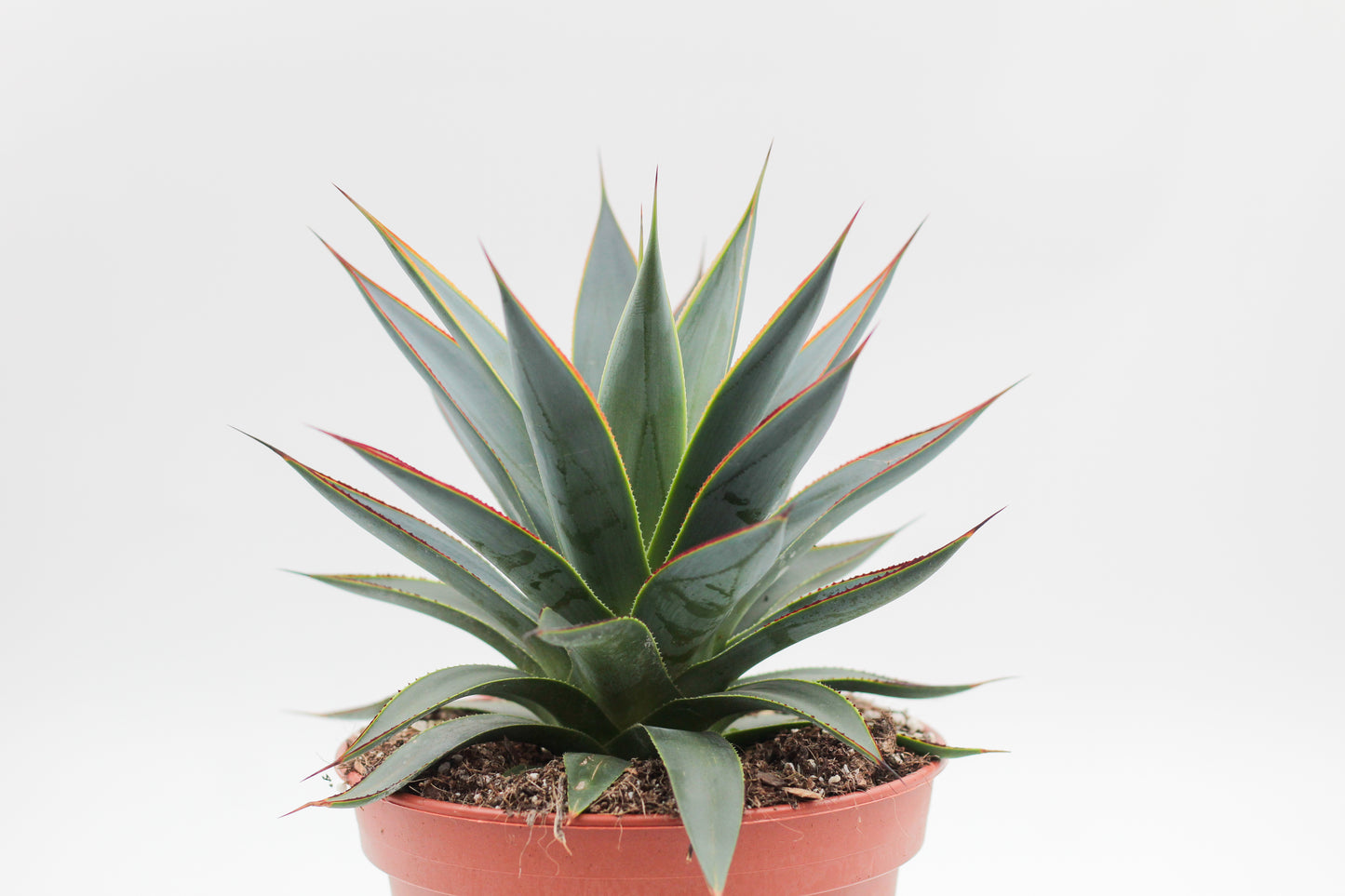 Agave Shaka Zulu (Blue Glow)