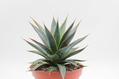 Agave Shaka Zulu (Blue Glow)