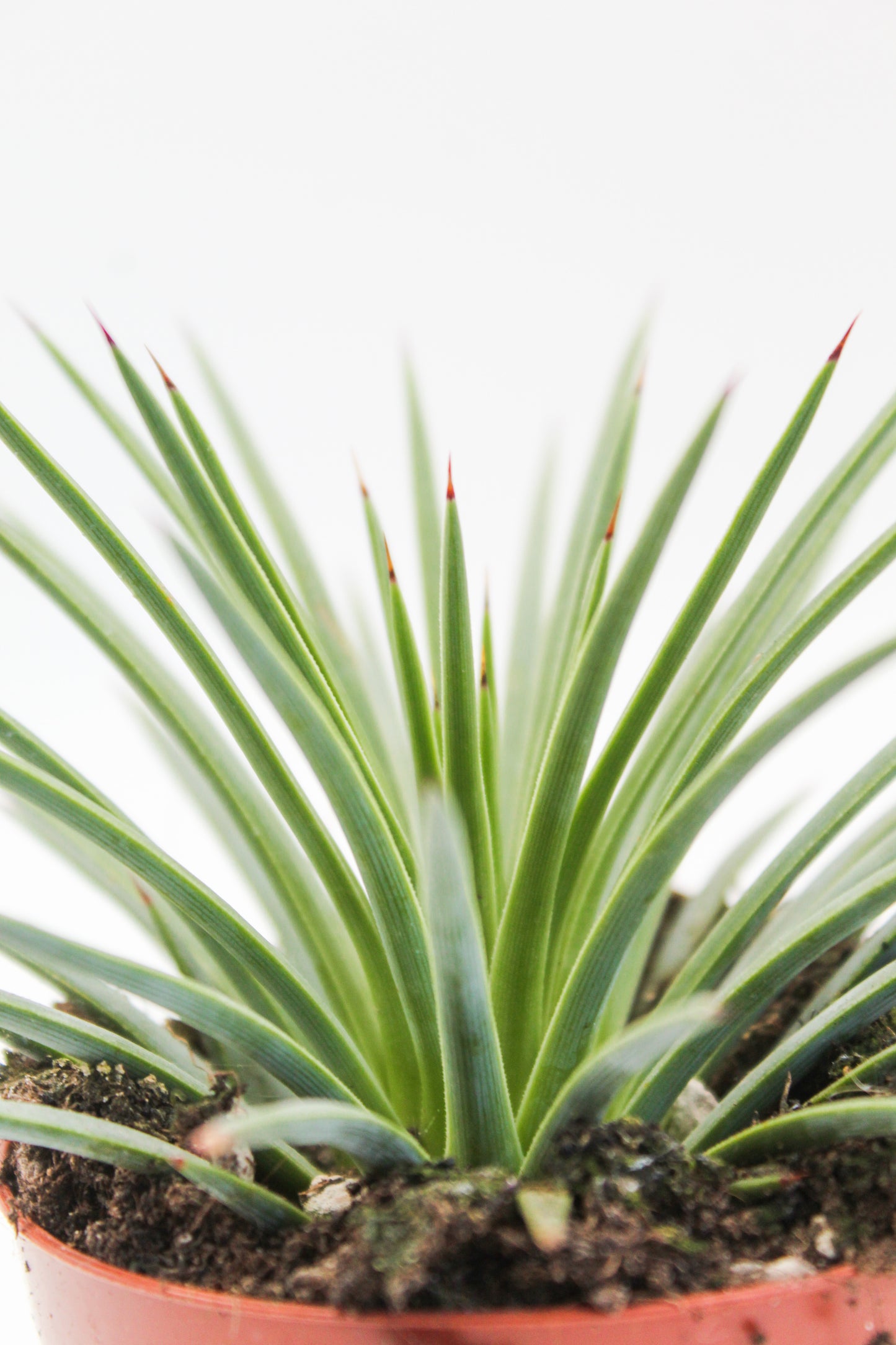 Agave stricta nana