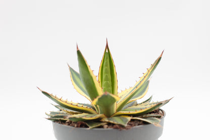 Agave lophantha quadricolor