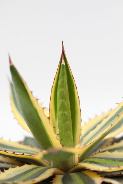 Agave lophantha quadricolor