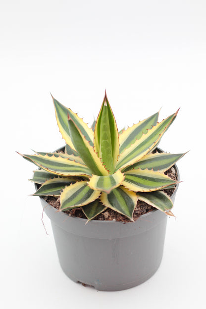 Agave lophantha quadricolor