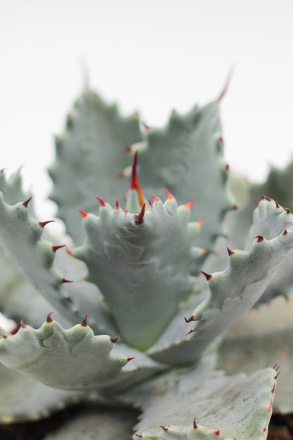 Agave potatorum