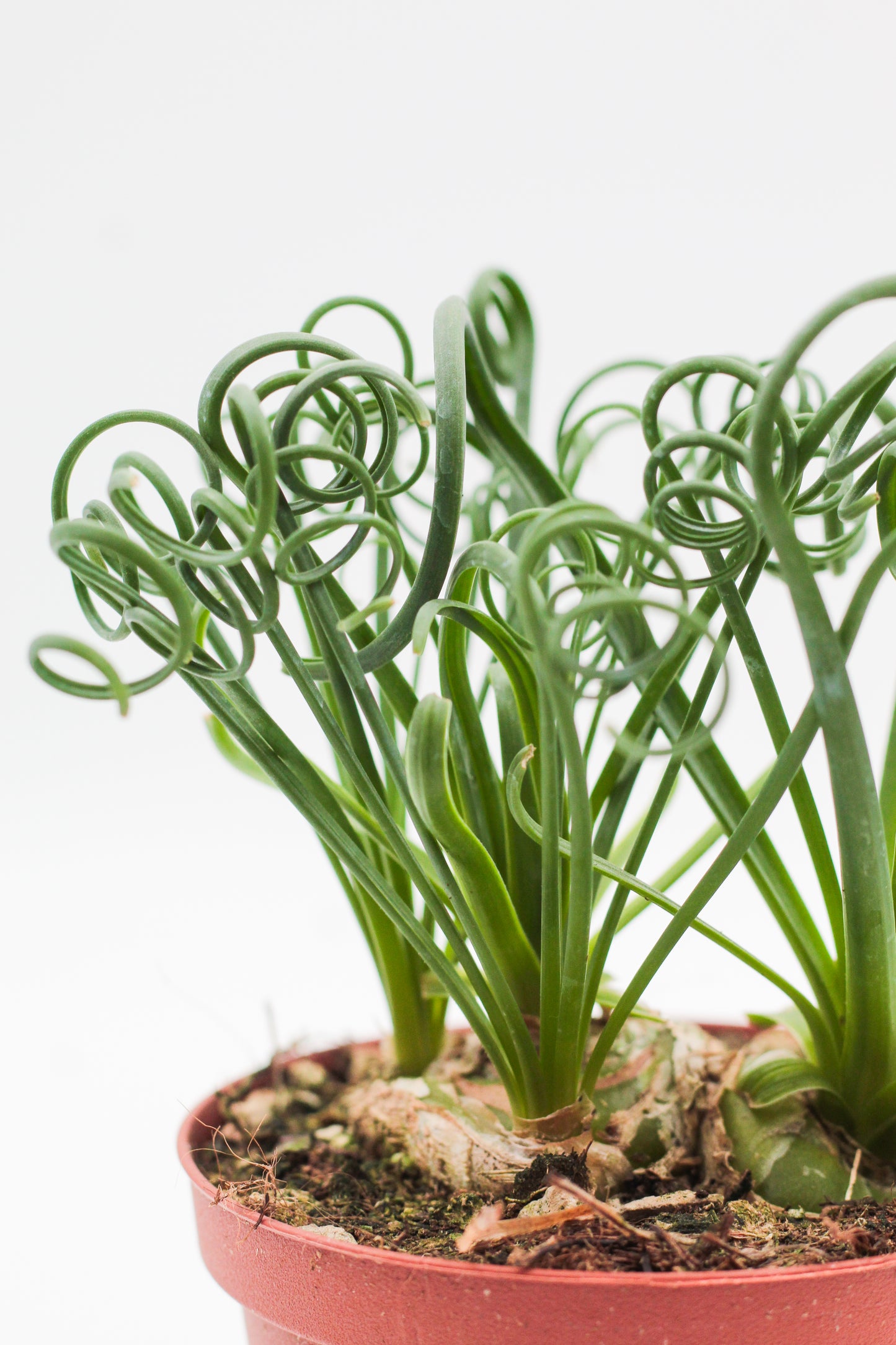 Albuca Spiralis caudex "frizzle sizzle"