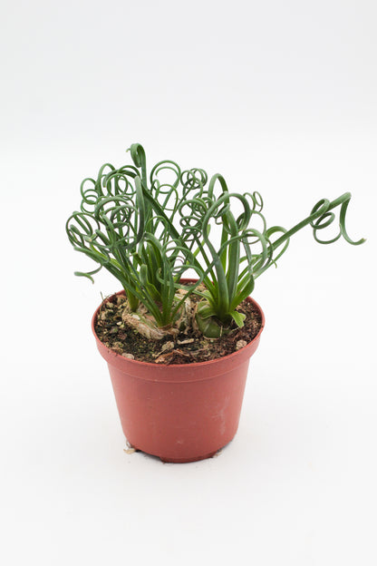 Albuca Spiralis caudex "frizzle sizzle"