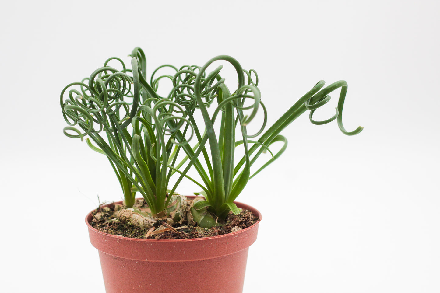 Albuca Spiralis caudex "frizzle sizzle"