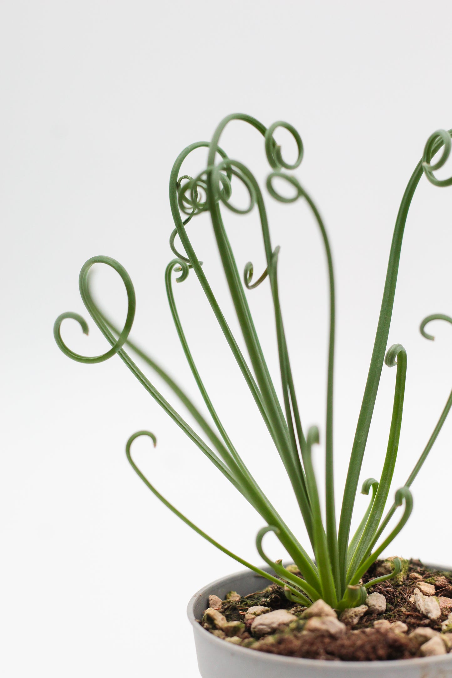 Albuca Spiralis caudex "frizzle sizzle"