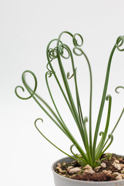 Albuca Spiralis caudex "frizzle sizzle"