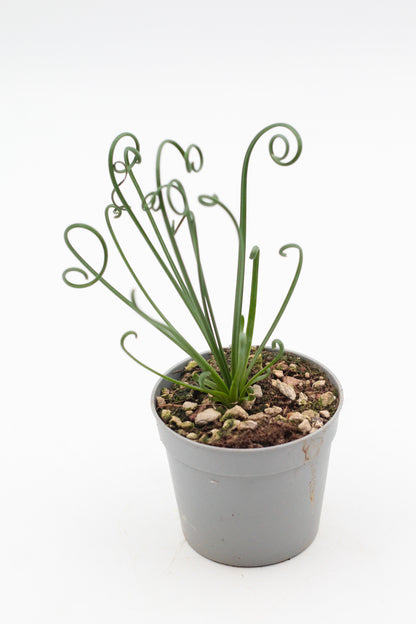 Albuca Spiralis caudex "frizzle sizzle"