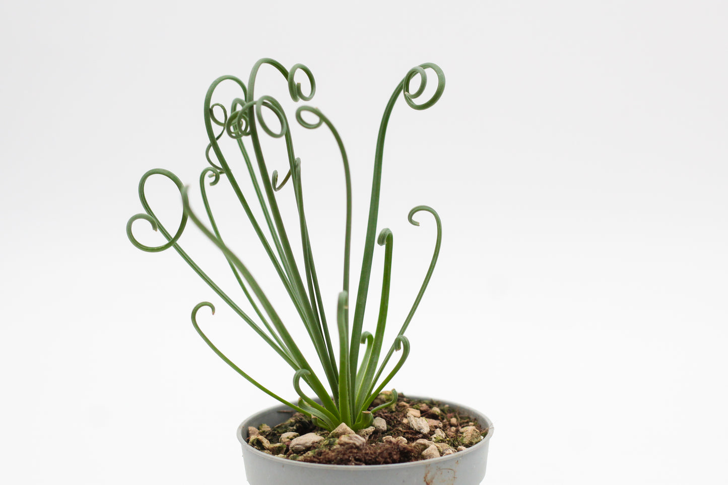 Albuca Spiralis caudex "frizzle sizzle"