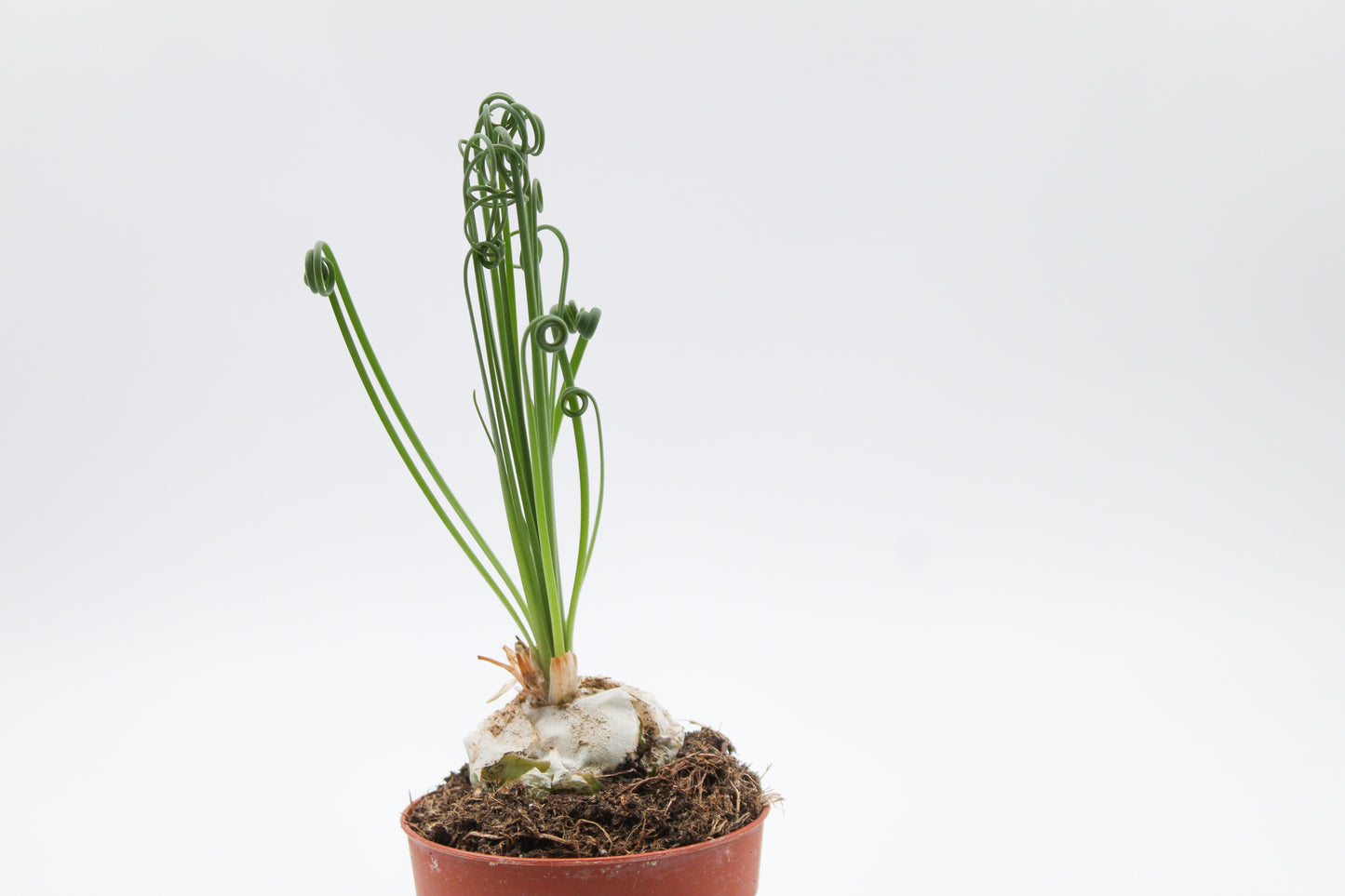 Albuca Spiralis caudex