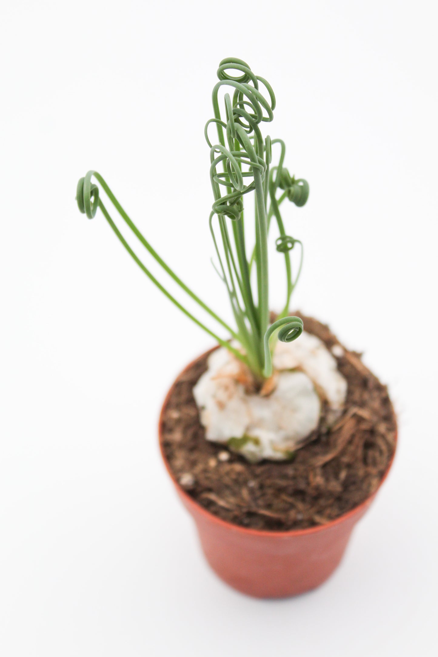 Albuca Spiralis caudex