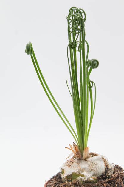 Albuca Spiralis caudex