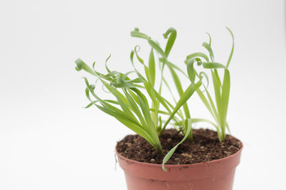 Albuca concordiana