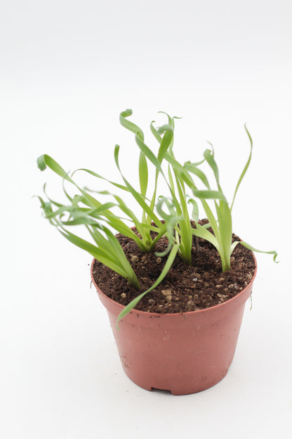 Albuca concordiana