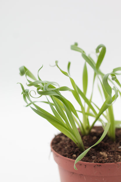 Albuca concordiana