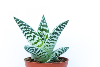 Aloe variegata