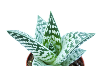 Aloe variegata