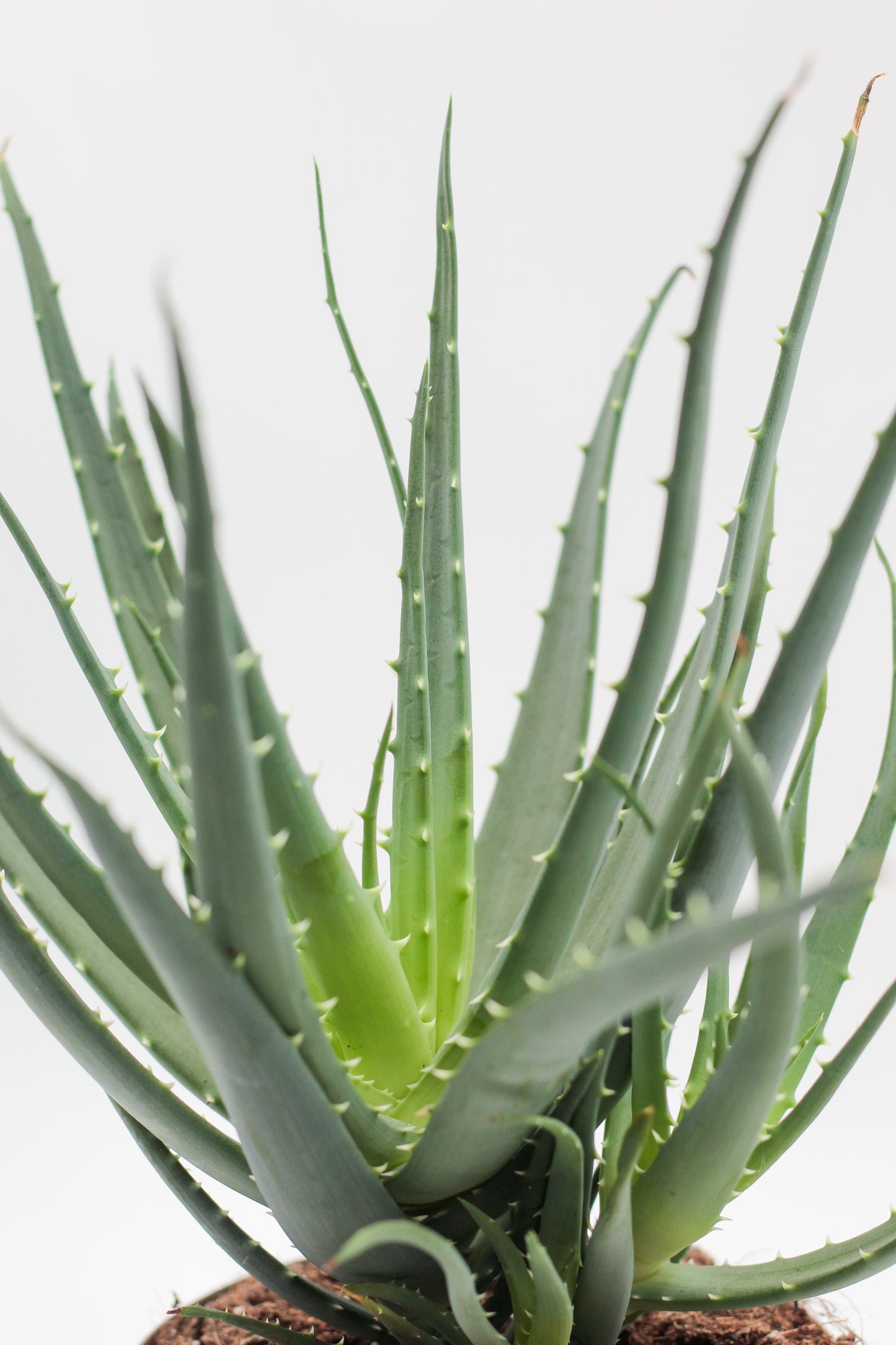 Aloe arborescens