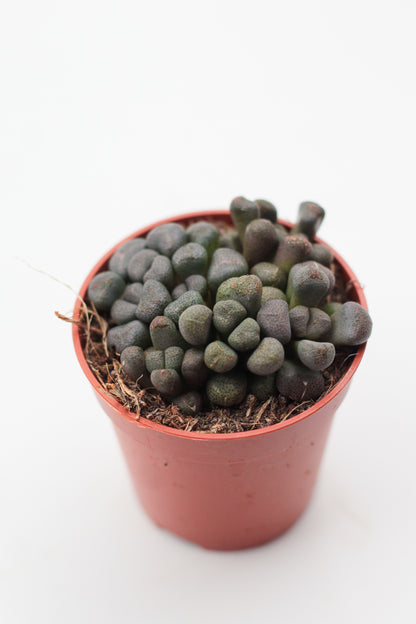 Aloinopsis Schooneesii