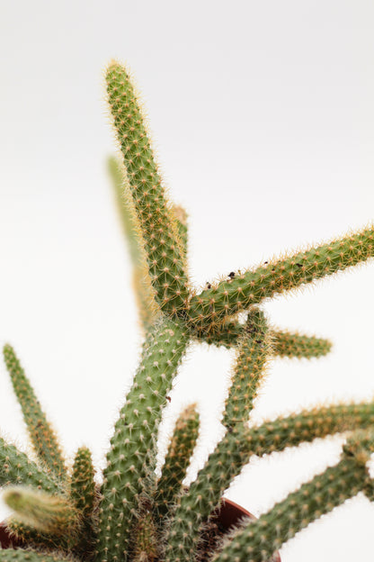 Aporocactus flagelliformis sussex Flame