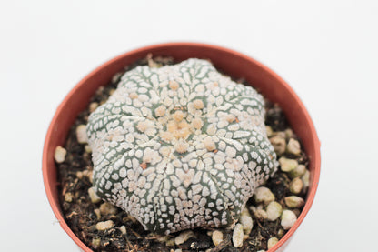 Astrophytum Asterias Superkabuto