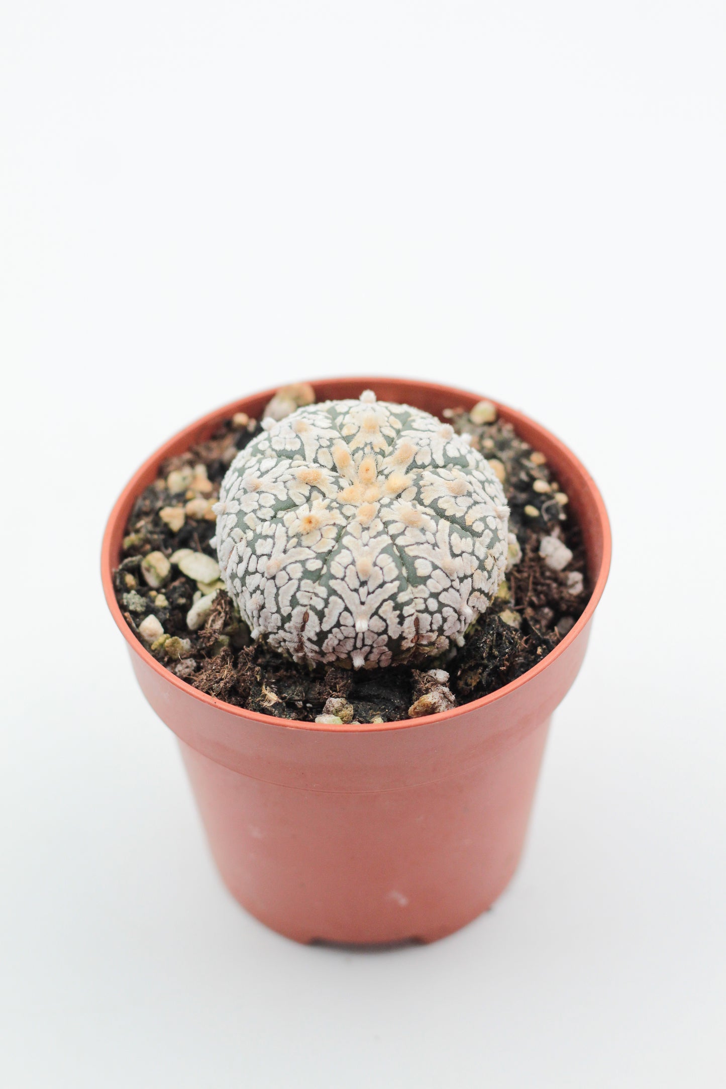 Astrophytum Asterias Superkabuto