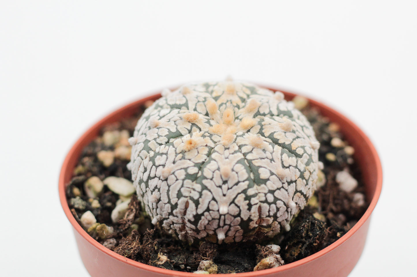 Astrophytum Asterias Superkabuto