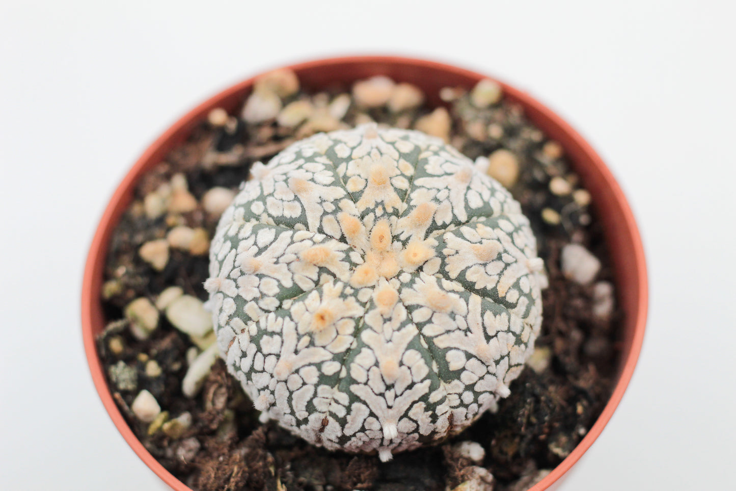 Astrophytum Asterias Superkabuto