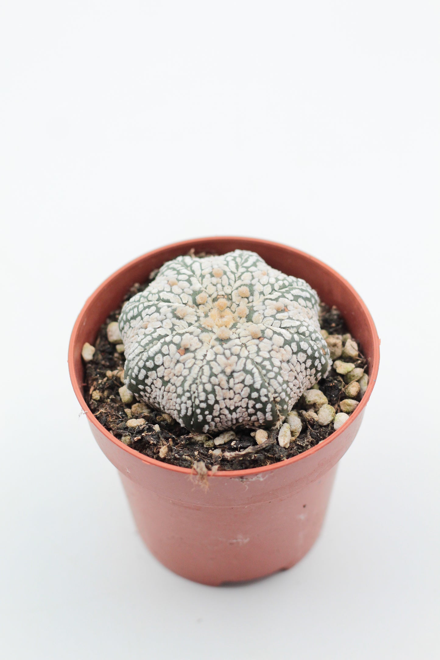 Astrophytum Asterias Superkabuto