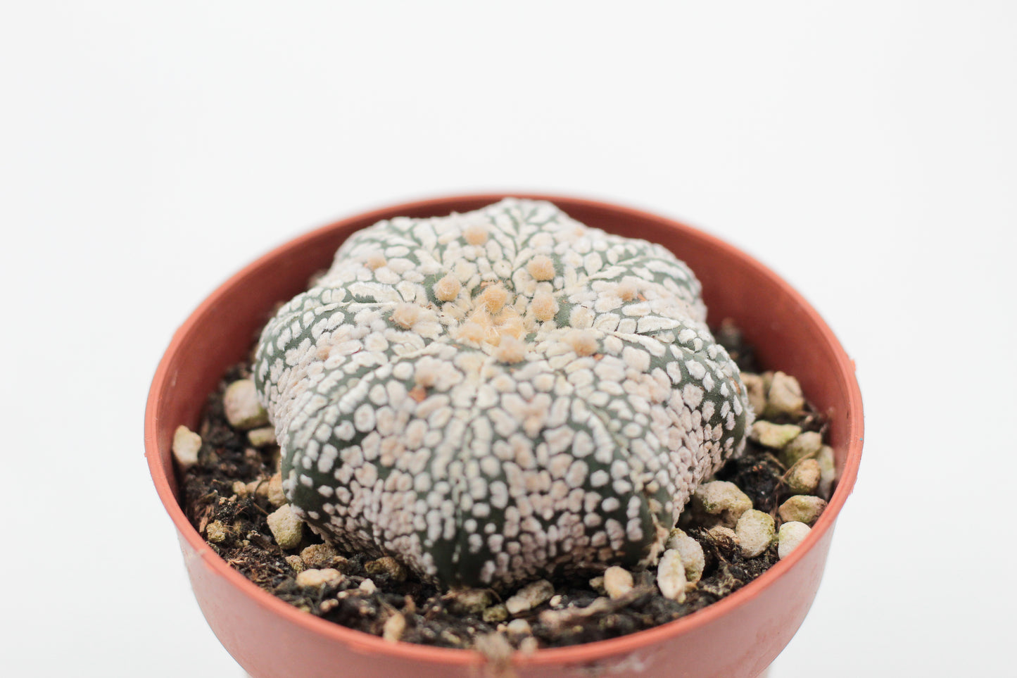 Astrophytum Asterias Superkabuto