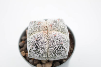 Astrophytum Myriostigma Onzuka quadricostatum