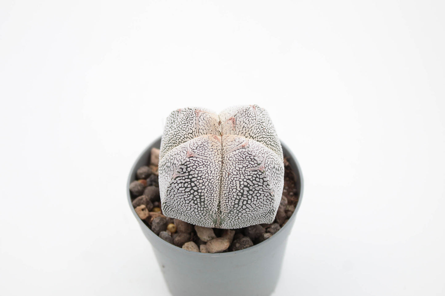 Astrophytum Myriostigma Onzuka quadricostatum