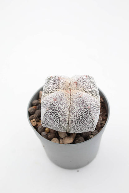 Astrophytum Myriostigma Onzuka quadricostatum