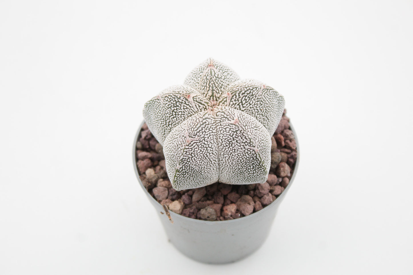 Astrophytum Myriostigma onzuka