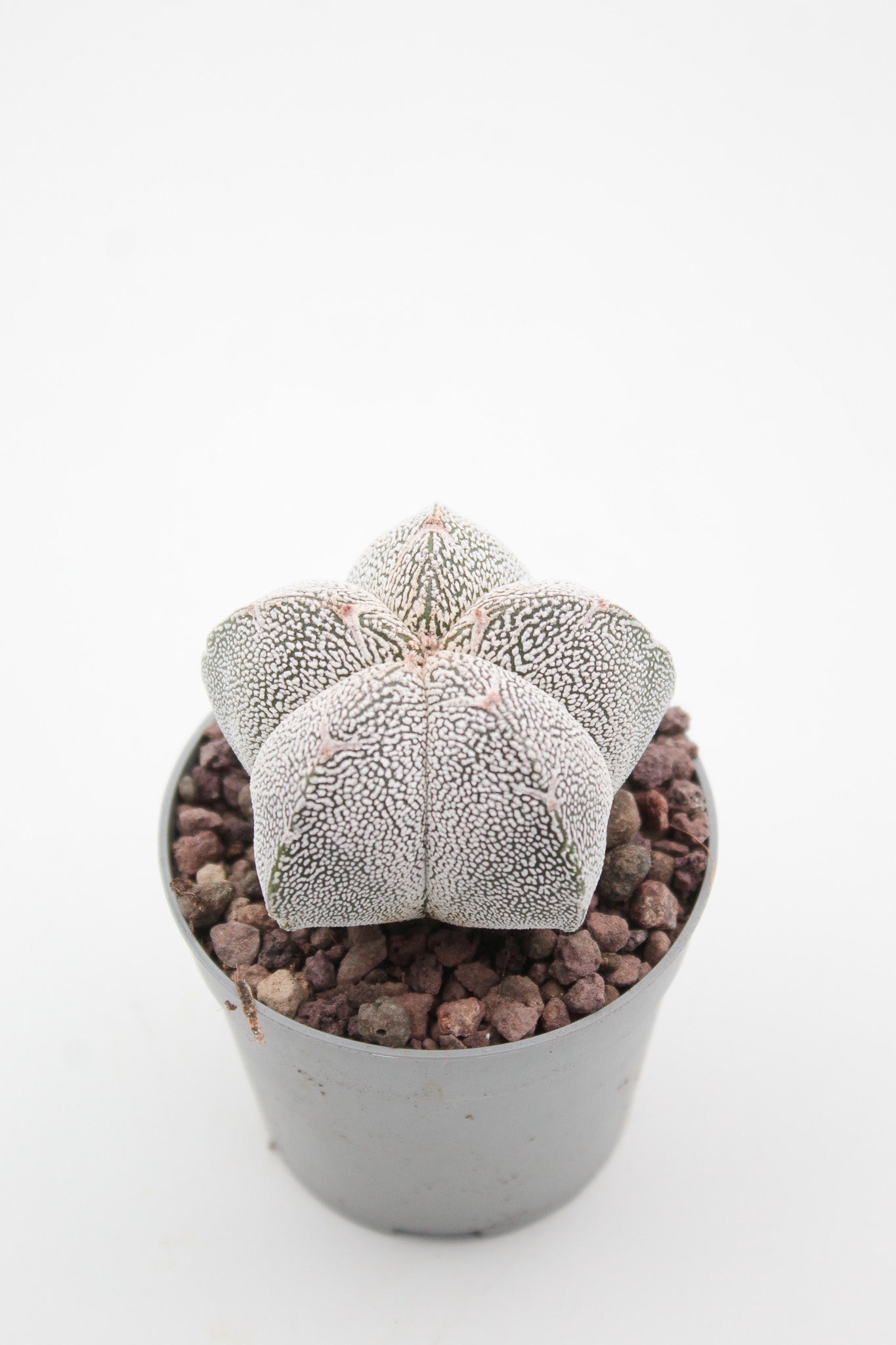 Astrophytum Myriostigma onzuka