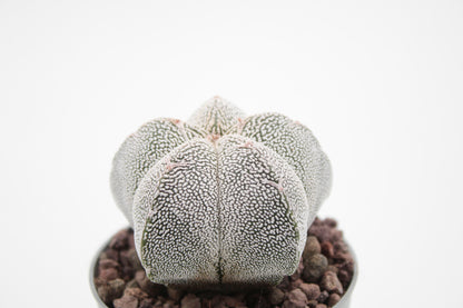 Astrophytum Myriostigma onzuka