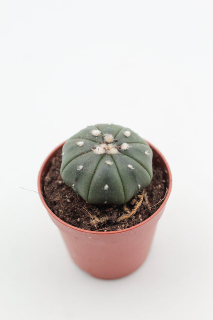 Astrophytum Asterias