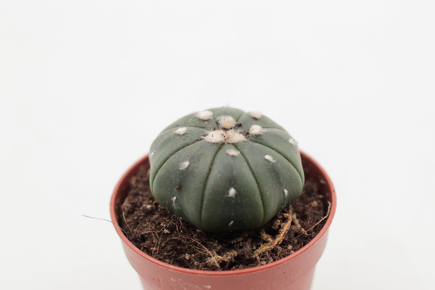 Astrophytum Asterias