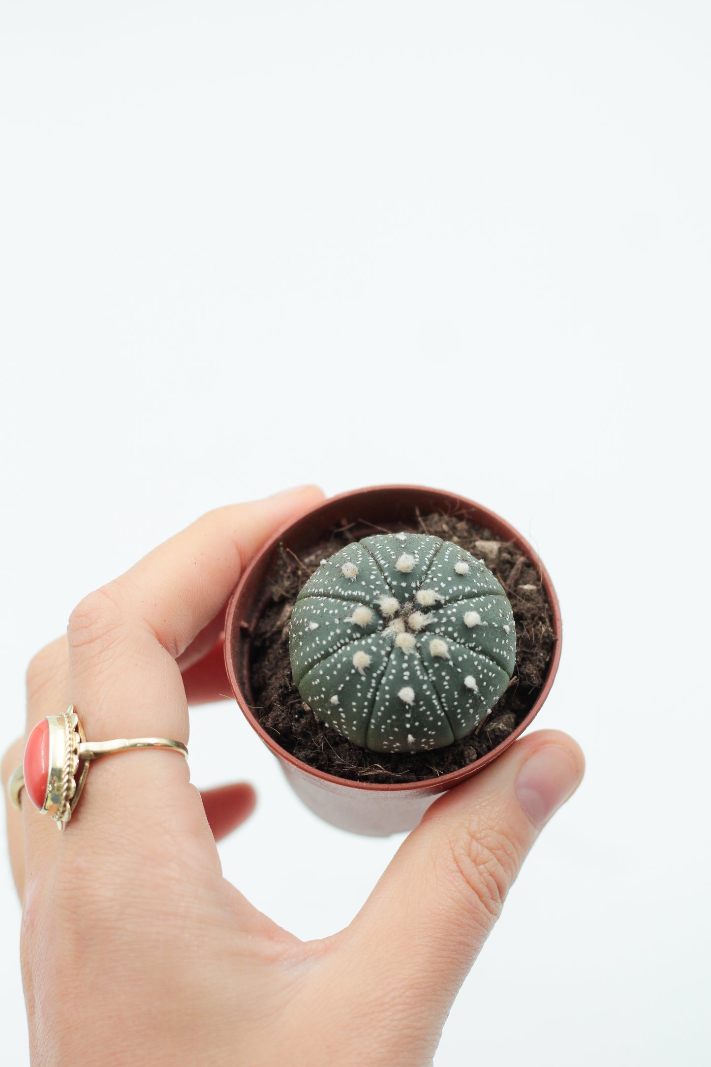 Astrophytum Asterias