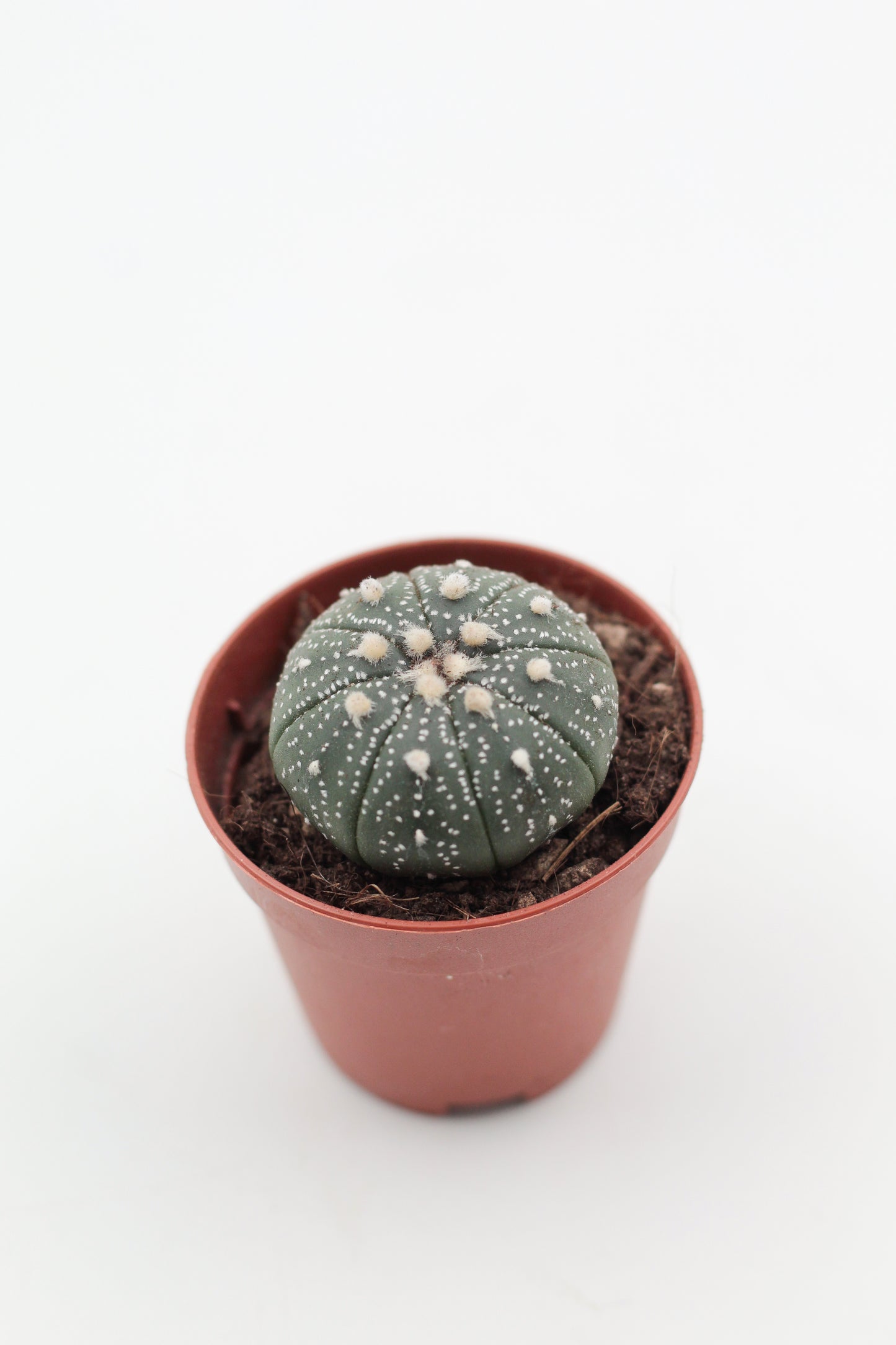 Astrophytum Asterias