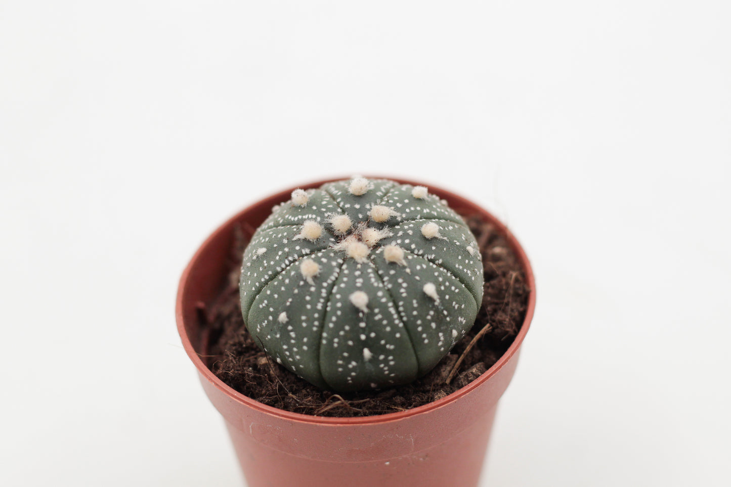 Astrophytum Asterias