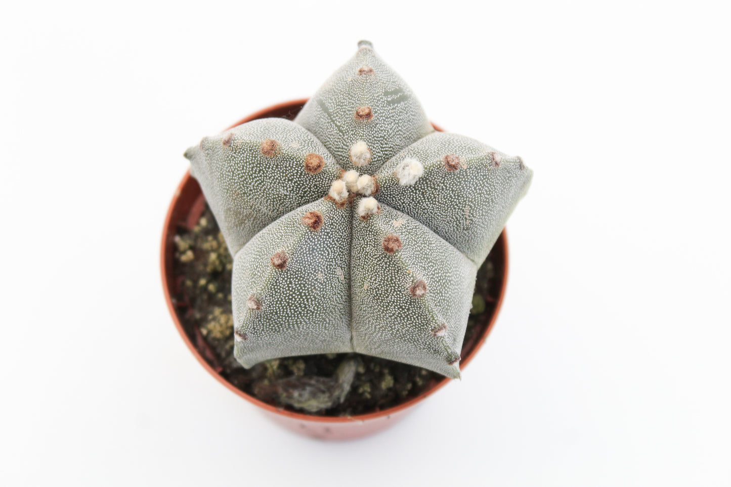 Astrophytum Myriostigma