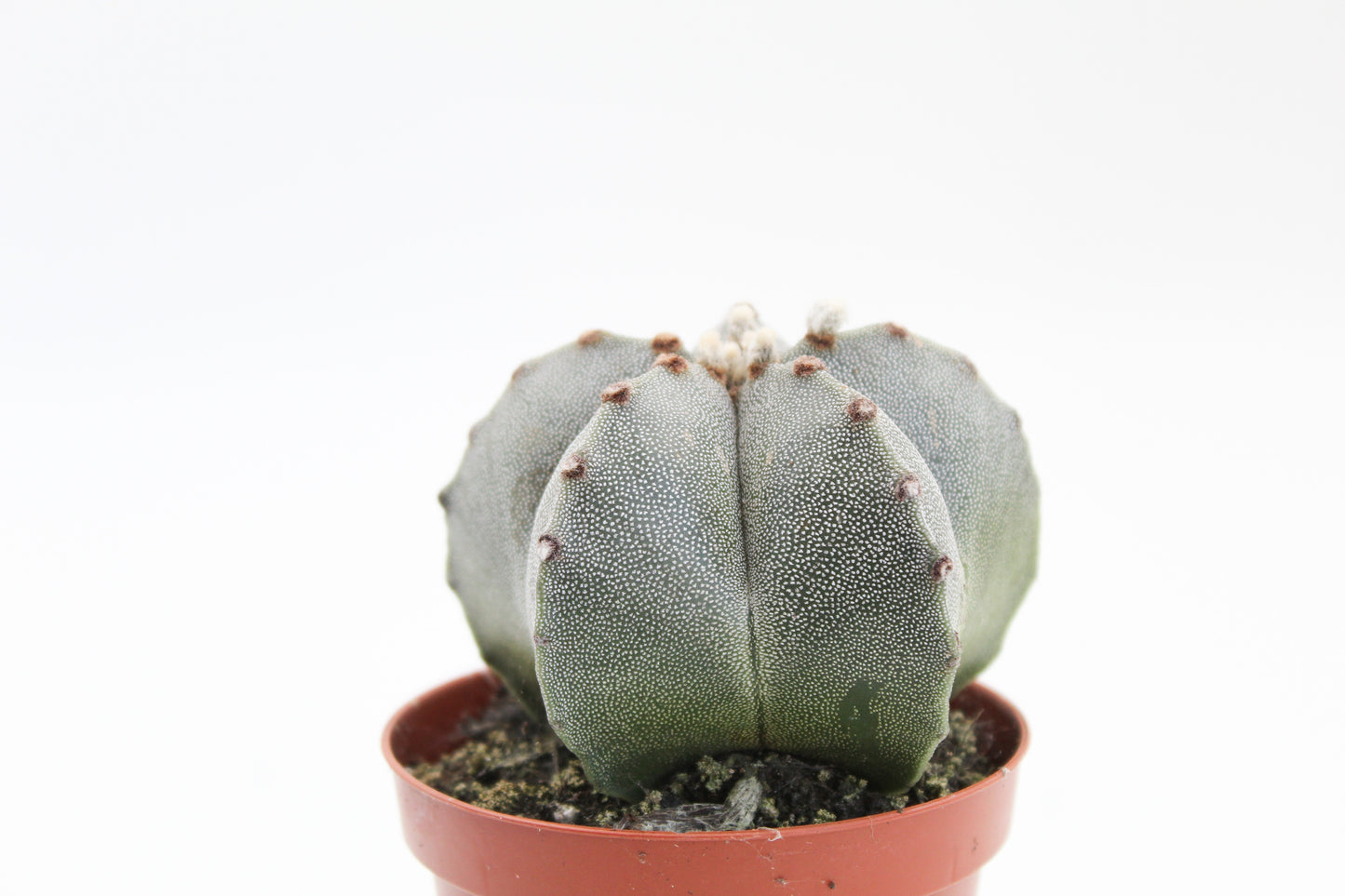 Astrophytum Myriostigma